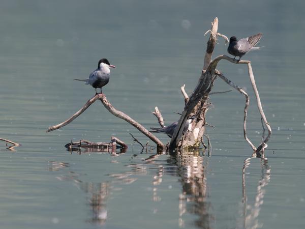 Zwarte stern (Chlidonias niger)
